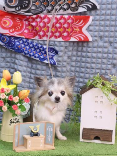 20230528クラウディアちゃん